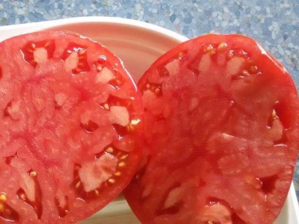 Die Tomaten-Arche von Wassermungenau