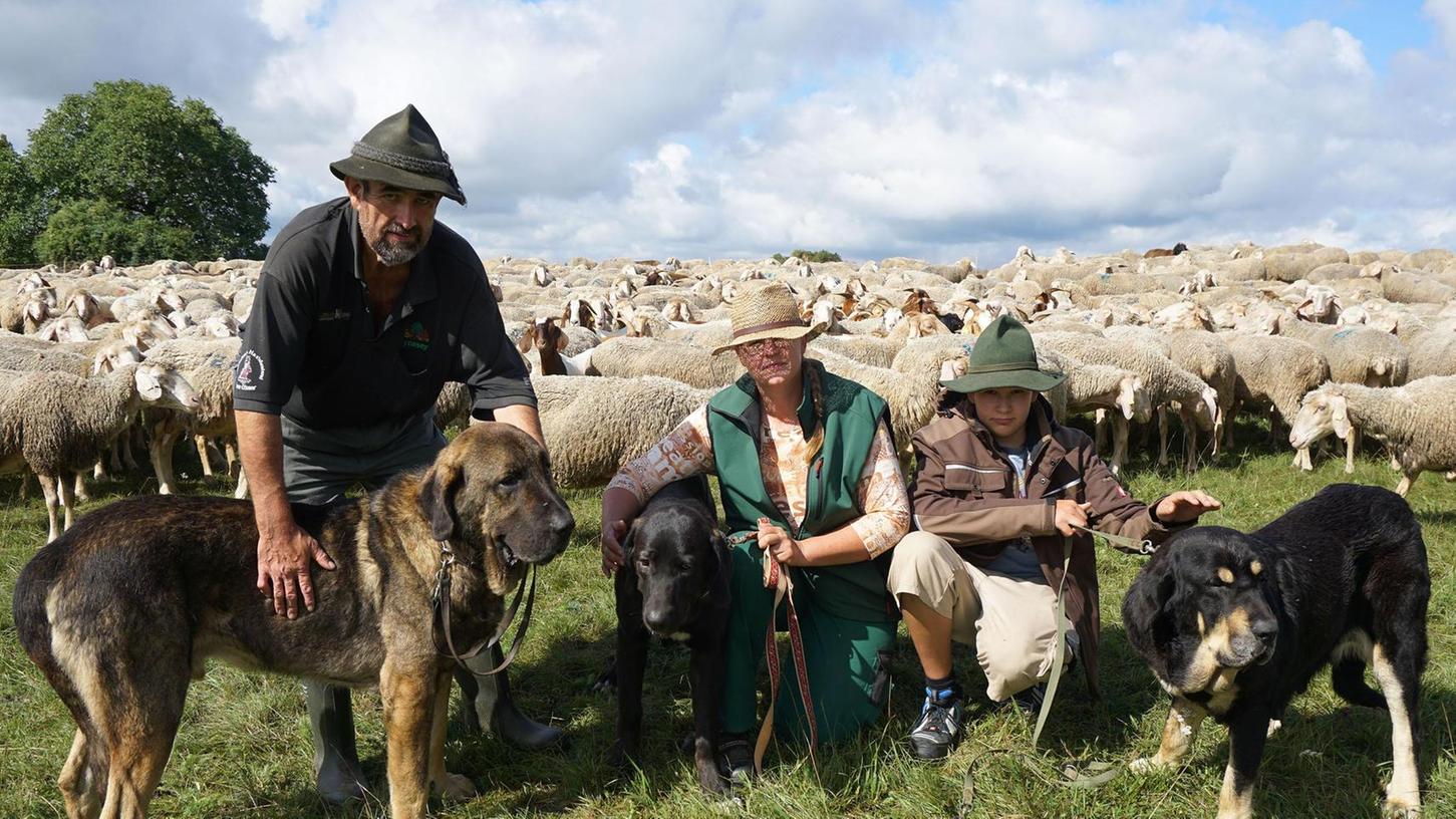 Drei Mastín bewahren Schafe vor dem Wolf