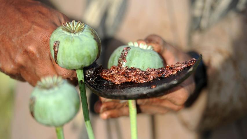 ...Heroin. Die Droge wird aus Morphin, einem Hauptalkaloid des Opiums, hergestellt, bei dem es sich wiederum um den getrockneten Milchsaft der Samenkapseln des Schlafmohns (unser Bild zeigt die Ernte von Rohopium) handelt. Der chemische Prozess dazu ist nach dem Drogen- und Suchtbericht der Drogenbeauftragten "relativ einfach".
  
 Opium spielt schon seit vielen Jahrhunderten eine bedeutende Rolle. So wurden Opiate schon in der Antike als Rauschmittel genutzt. China führte zwei Kriege gegen Großbritannien und später Frankreich, die gegen den Willen des Kaisers Opium in großem Stil nach China einführen wollten und China mit dem Rauschgift überschwemmten. Außerdem ist das aus Opium gewonnene Morphium als Schmerzmittel bei starken und stärksten Schmerzen in der Medizin zugelassen.