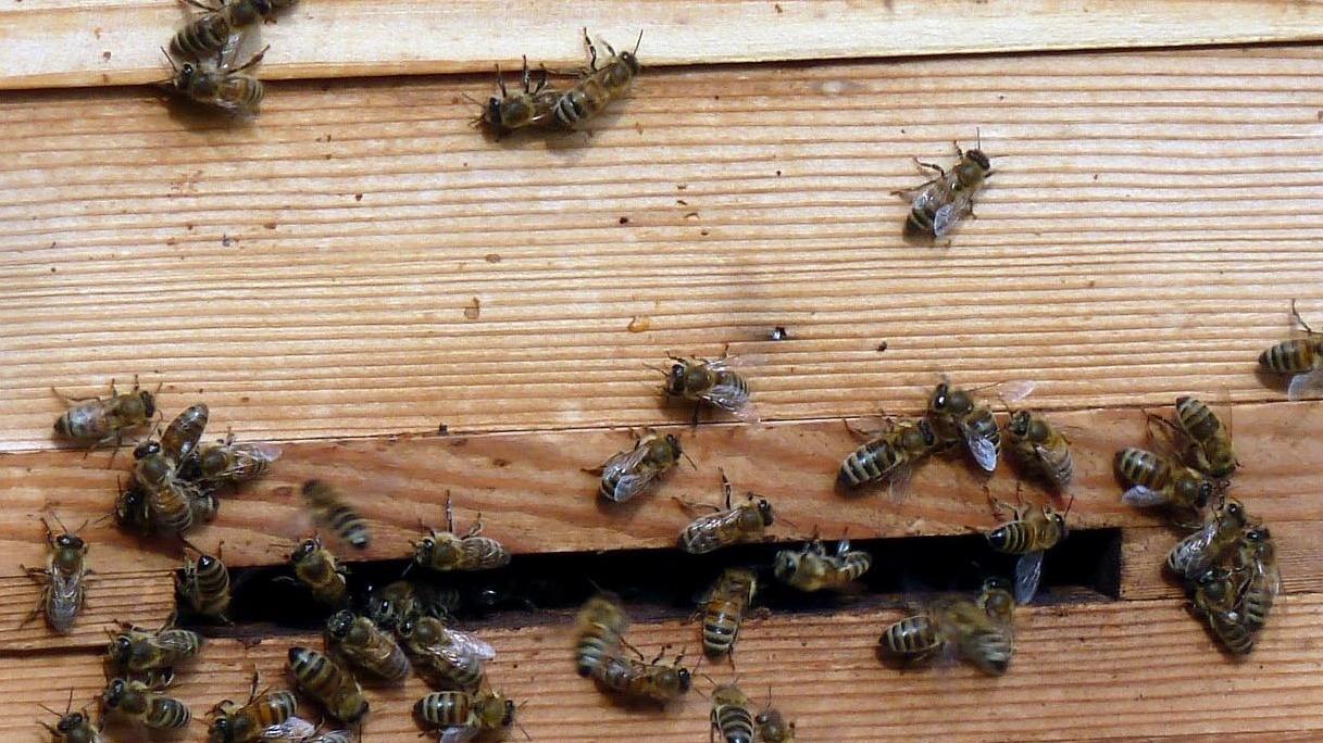 Initiative zum Schutz der Bienen geht weiter 