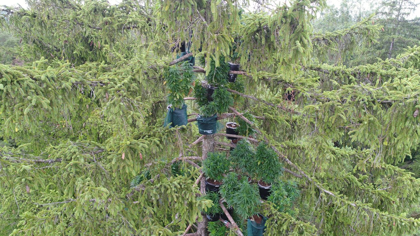 Riesige Marihuana-Plantage in Baumkronen aufgetaucht