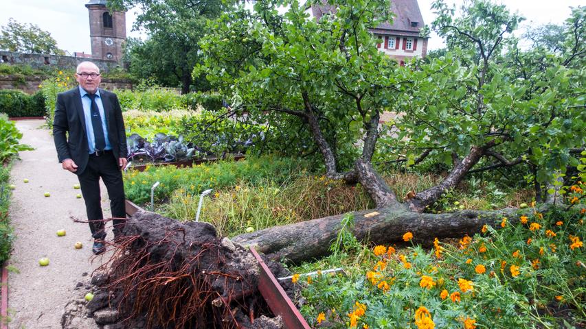 Entsetzt betrachtet ein Mitarbeiter der bayerischen Schlösserverwaltung den Schaden im Burggarten: Dort stürzte ein Apfelbaum um.