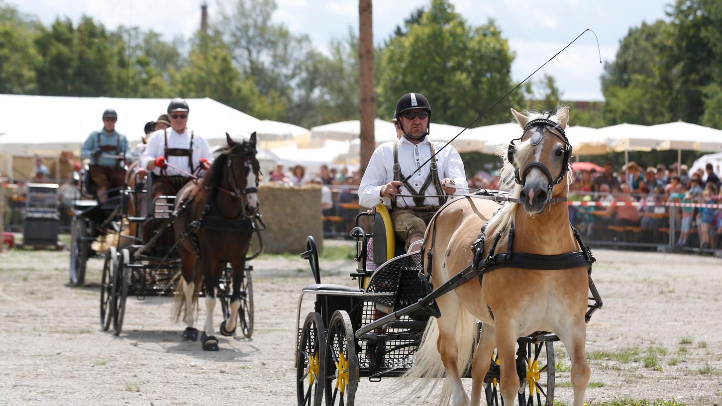 Großer Andrang im Knoblauchsland: Der Pferdetag lockte am Sonntag viele Besucher auf den Bucher Festplatz.