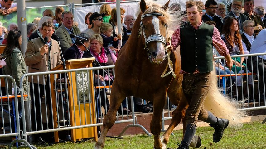Jura-Volksfest 2017: Die schönsten Bilder der Pferdeschau