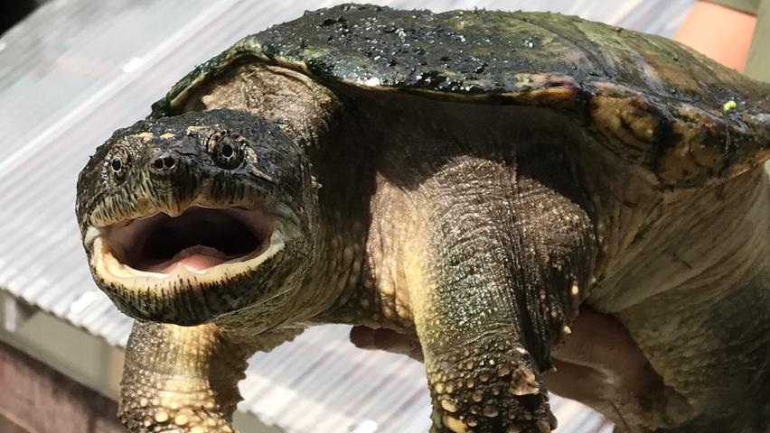 So lebt Schnappschildkröte Suárez in München