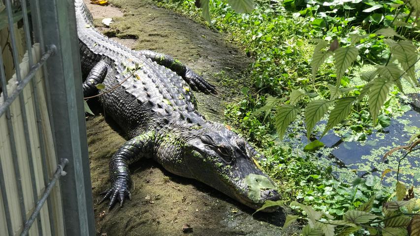 Auch er gehört zu den Asylanten: Fred, der Mississippi-Alligator und seine Freundin im Becken nebenan haben hier eine Zuflucht gefunden.