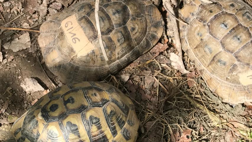 Auch sie haben hier ein neues Zuhause gefunden: griechische Landschildkröten, die ihren Besitzern abgehauen sind (Schildkröten können erstaunlich fix sein) oder von ihnen ausgesetzt wurden.
