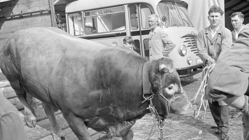 Die größte Landwirtschafts-Ausstellung in Nordbayern ist eröffnet! Tiere, Geräte und Maschinen werden auf dem Gelände zwischen Stadion und Dutzendteich präsentiert.
  Hier geht es zum Kalenderblatt vom 27. August 1967: Die Schau der Franken