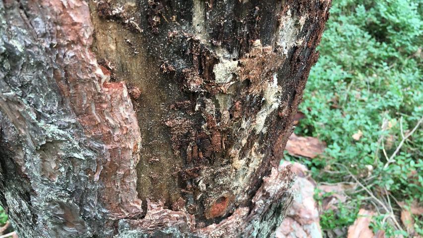 ...etwas Ungewöhnliches auffällt, worauf sich der mit dem Biotop Wald nicht näher vertraute NN-Wanderreporter keinen Reim machen kann - ist der Baum vom Borkenkäfer befallen und fehlt ihm...