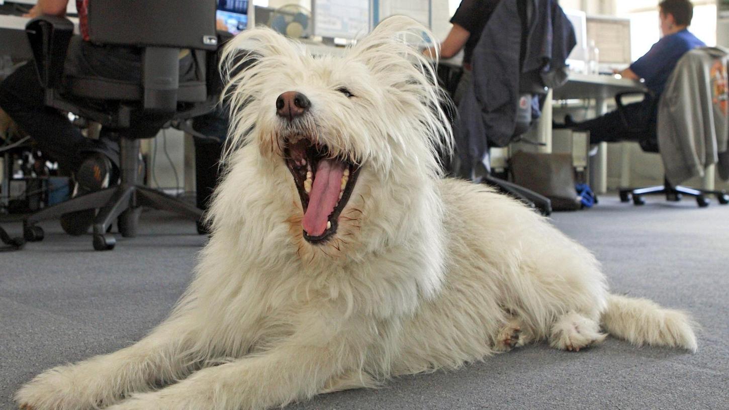 Hunde im Büro: Mit diesen Regeln klappt's mit den Kollegen