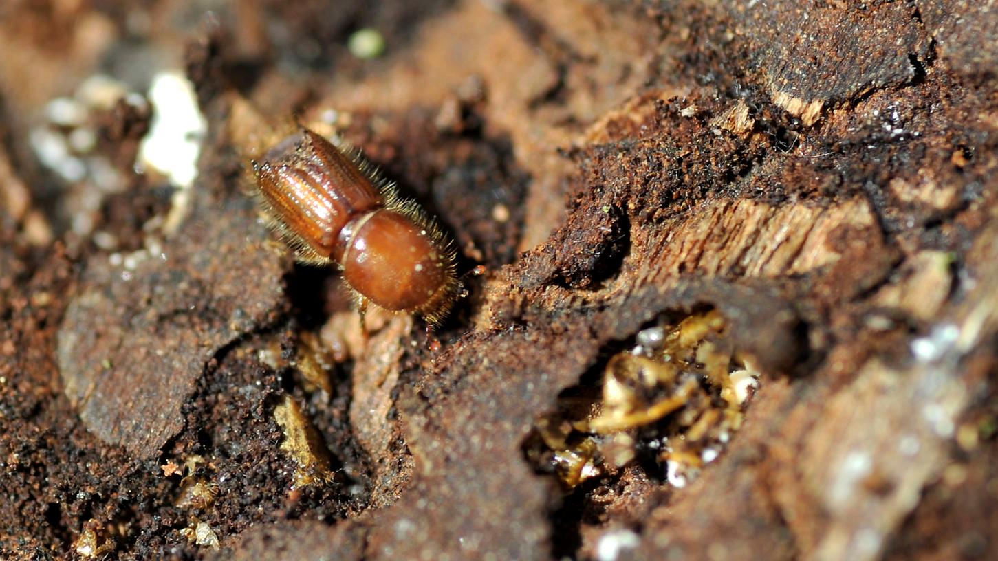 Käferalarm: Experte warnt Frankens Waldbesitzer vor Plage