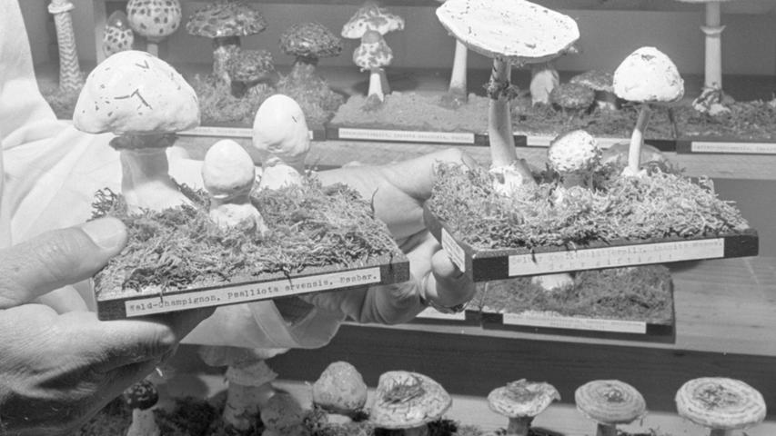 Diese beiden Pilze werden immer wieder miteinander verwechselt: links ist eine Familie Wald-Champignons zu sehen, rechts eine Nachbildung des giftigen gelben Knollenblätterpilzes.  Hier geht es zum Kalenderblatt vom 29. August 1967: Wahllos "in die Pilze"