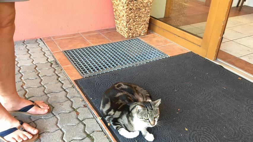 Hotelkater Herbert begrüßt Viola in Heidigs Hotelchen. So viele Katzen hier! Das freut unsere Wanderreporterin ganz besonders.