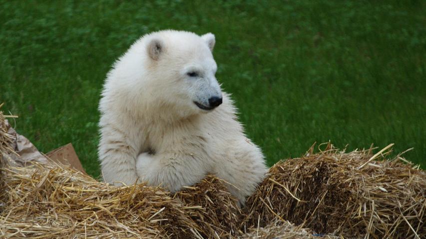 Nürnbergs süßestes Eisbär-Baby: Hier kommt Flocke