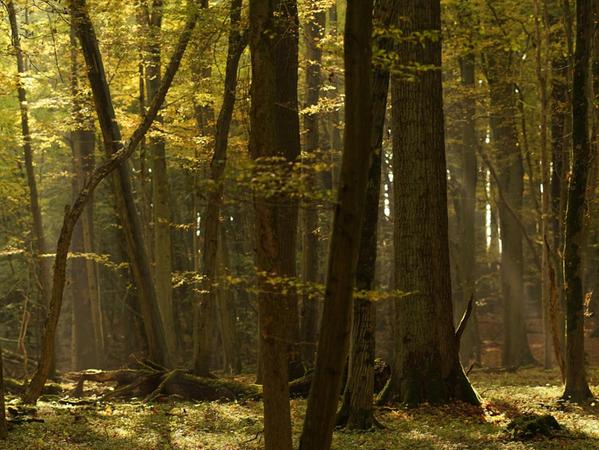 Modelle gegen die Industrialisierung des Waldes