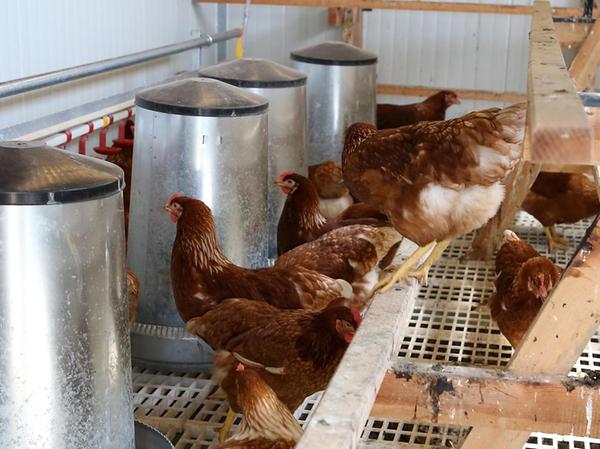 Ei-Direktvermarktung: Verrückte Hühner in Adelsdorf