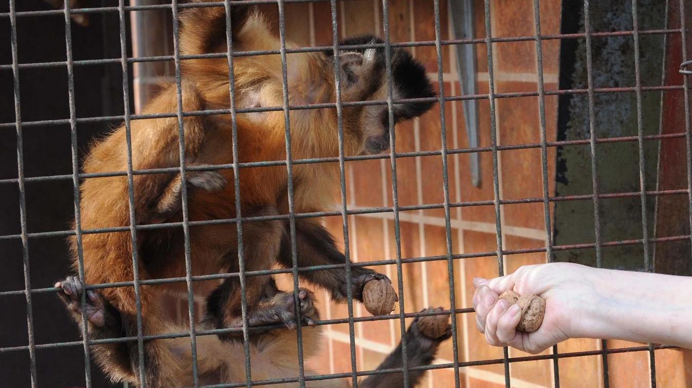 Tierrechtler jubeln: Jura-Zoo gibt mehrere Tiere ab