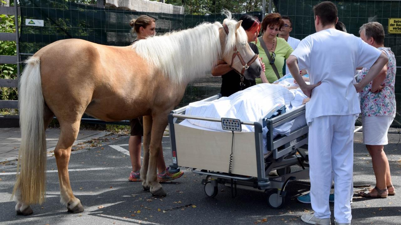 Abschied: Klinikum Fürth bringt Pferd zu sterbender Patientin Abschied: Klinikum Fürth bringt Pferd zu sterbender Patientin