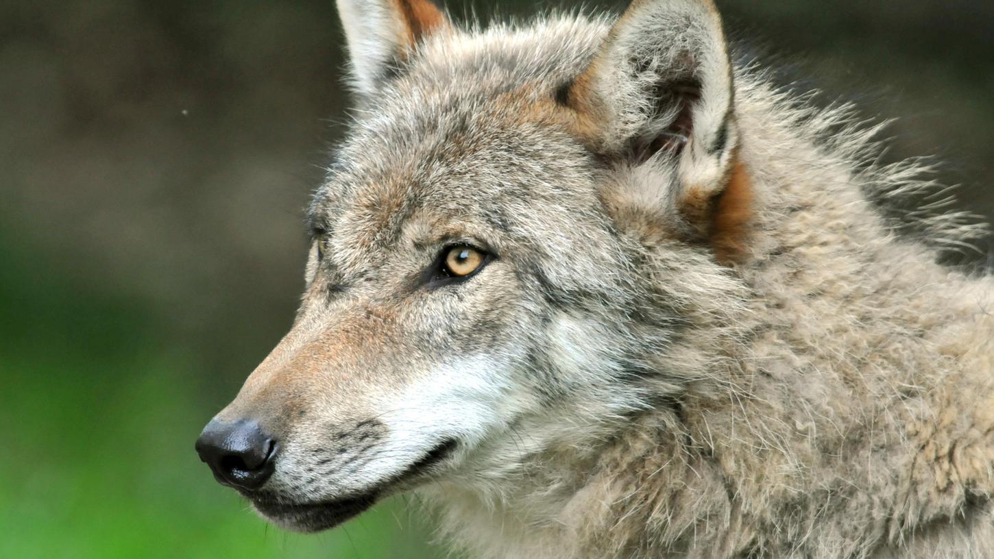 die Bauern fühlen sich in Sachen Wolf alleine gelassen. die Bauern fühlen sich in Sachen Wolf alleine gelassen.