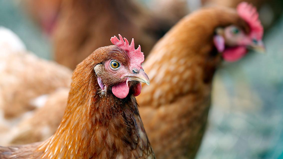 Ab Mitte November 2016 mussten tausende Hühner im Stall bleiben - zum Schutz vor der Vogelgrippe. Den Geflügelzüchtern hat das gar nicht gefallen.