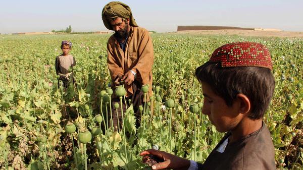 Angebaut wird der Mohn hauptsächlich im als "Goldenen Dreieck" bekannten Gebiet in Südostasien (Myanmar, Laos, Vietnam und Thailand) und dem aktuell bedeutenderen "Goldenen Halbmond", bestehend aus den Ländern Afghanistan, Pakistan und Iran, wobei Afghanistan als Kernland der Produktion gelten kann. Das für Europa bestimmte Heroin kommt über verschiedene Routen auf den Kontinent. Entweder über die Balkanroute, die von Afghanistan über den Iran und die Türkei nach Europa und Deutschland führt, über die Südroute via Ostafrika oder die nördliche Schwarzmeerroute und die dortigen Anrainerstaaten in die EU.