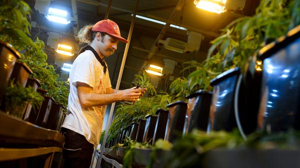 ...von der deutschen Polizei laut Bericht der Drogenbeauftragten 5,4 Tonnen Cannabis sichergestellt, wobei es sich um 3,85 Tonnen Marihuana und 1,59 Tonnen Haschisch gehandelt hat. Außerdem wurden 913 Plantagen ausgehoben und insgesamt 154.621 Cannabispflanzen (17,3 Prozent mehr als im Jahr 2014) sichergestellt. Besonders bei jungen Menschen steht das Kiffen hoch im Kurs. Die Drogenaffinitätsstudie der Bundeszentrale für gesundheitliche Aufklärung hat den Cannabiskonsum bei jungen Leuten untersucht und dabei unterschieden zwischen 12- bis 17-Jährigen und 18- bis 25-Jährigen.