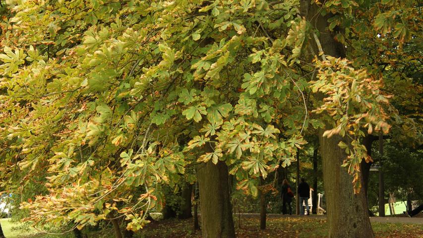 13. September: Festhalten: Die Herbstblätter wehen ganz schön frisch um die Ohren!
