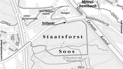 Die Märzenbecher lassen den Wald aufblühen Die Märzenbecher lassen den Wald aufblühen