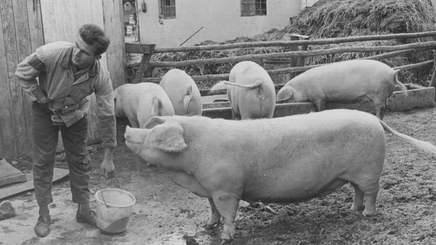 Peter Eberlein füttert unweit von einem Wohngebiet, am Zeitenwendeplatz, seine Schweine auf einem Hof. Hier geht es zum Kalenderblatt vom 16. September 1967: Kein Platz für das liebe Vieh