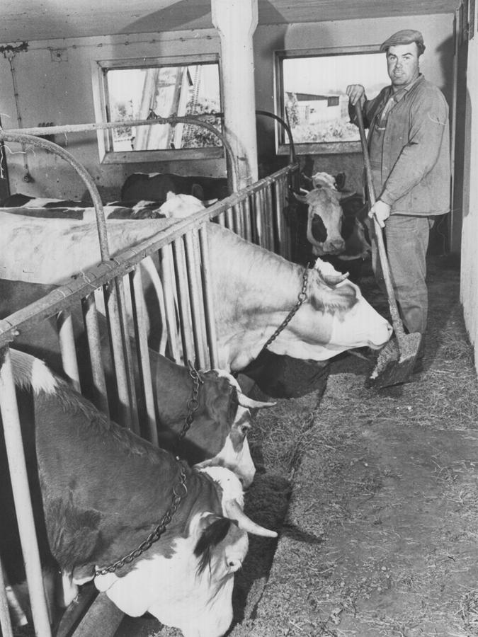 16. September 1967: Kein Platz für das liebe Vieh