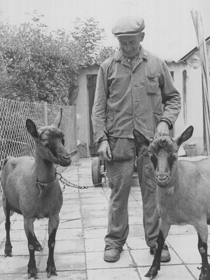 16. September 1967: Kein Platz für das liebe Vieh