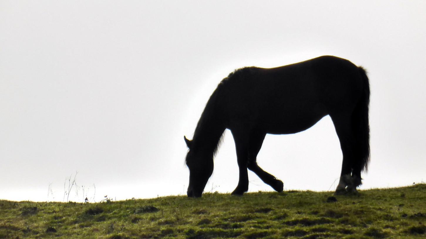 Vier Hunde rannten auf ein Pferd (Symbolbild) zu. Vier Hunde rannten auf ein Pferd (Symbolbild) zu.