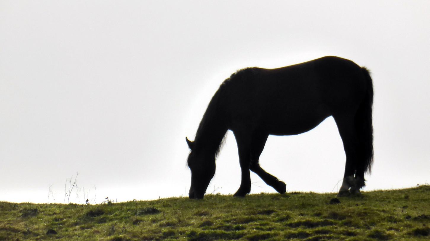 Vier Hunde rannten auf ein Pferd (Symbolbild) zu.