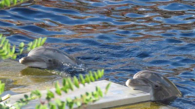 Nach einem regnerischen Wochenende und einem Montag voller Schmuddelwetter gibt's am Dienstagmittag endlich wieder Sonnenschein! Da freuen sich auch die Delfine Anke und Noah: Sonnenbaden ist halt doch am Schönsten.