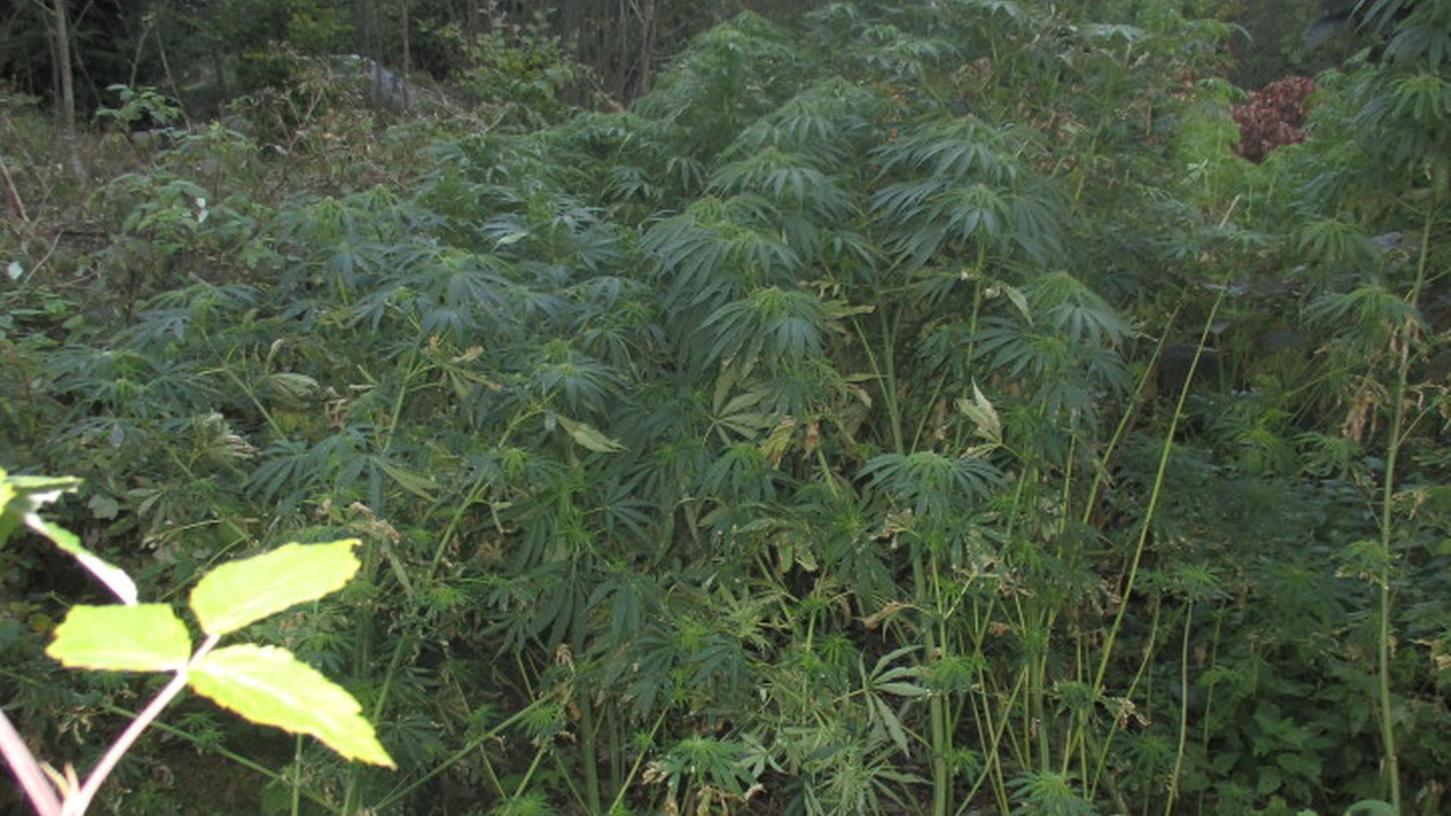 Knapp 40 Marihuanapflanzen im Wald entdeckt
