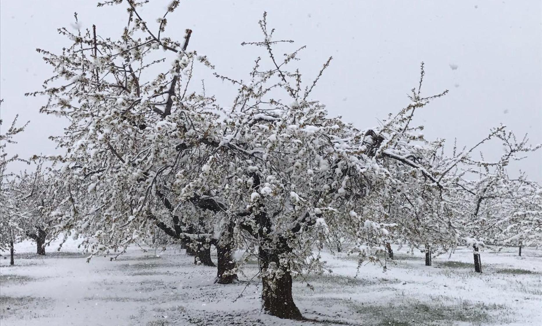 Frost vernichtete Ernte Staatshilfe für Bayerns Obstbauern Nordbayern