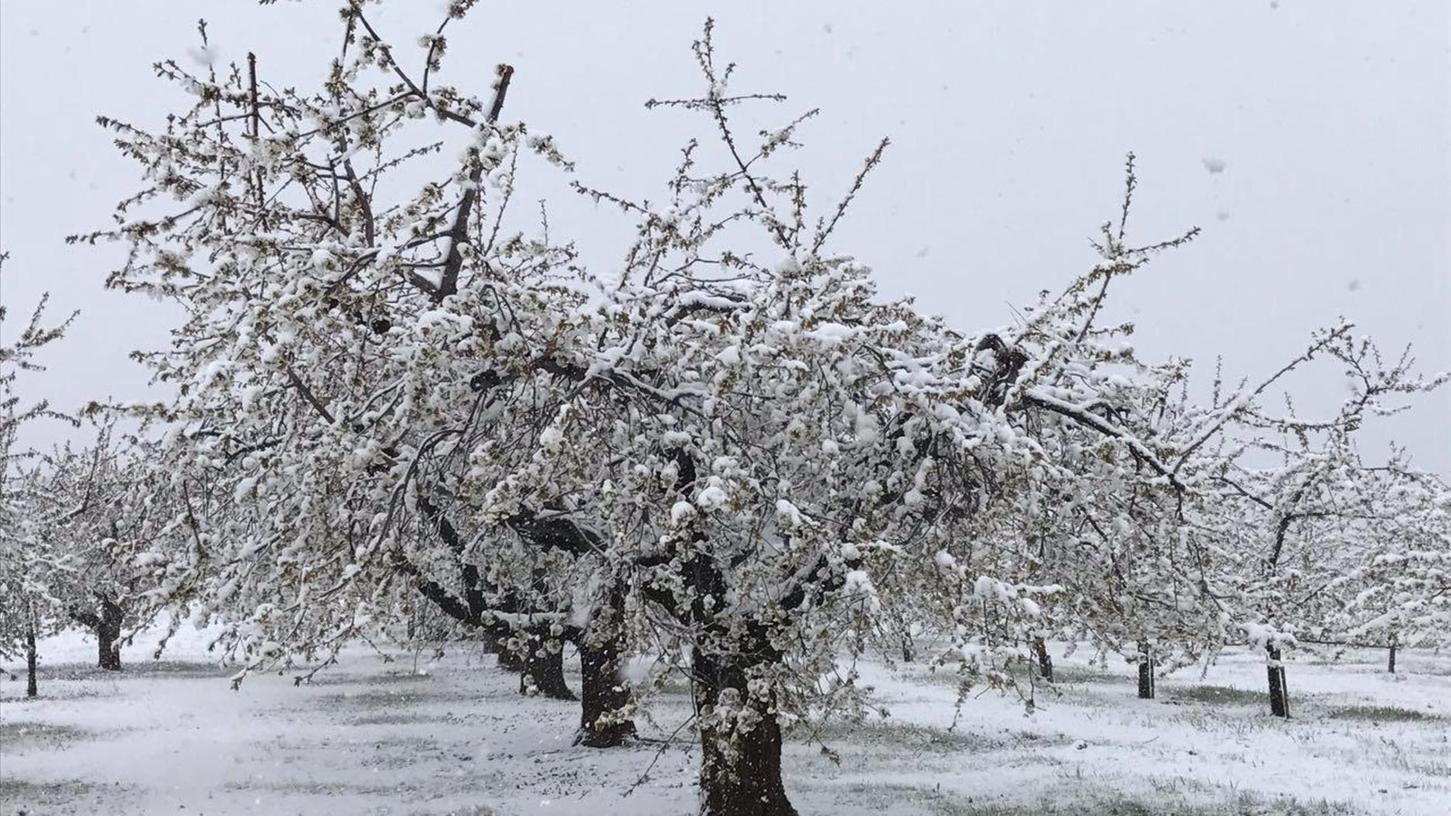 Frost im Frühling ist nichts Ungewöhnliches. Doch heuer sanken die Temperaturen so tief, dass die Blüten vieler Obstbäume dies nicht überlebten. Nun steht fest: Der Schaden ist immens. Er beträgt um die 60 Millionen Euro.