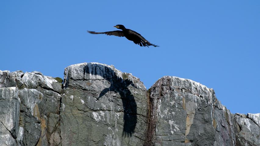 Zahlreiche Vögel zieht es zu den Farne Islands, um dort zu brüten.