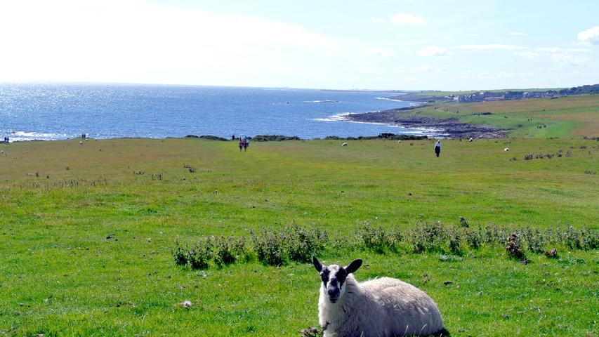 Grünes, hügeliges Land mit Schafen und im Hintergrund das Meer: Wenn das nicht schon ein Klischeebild ist.