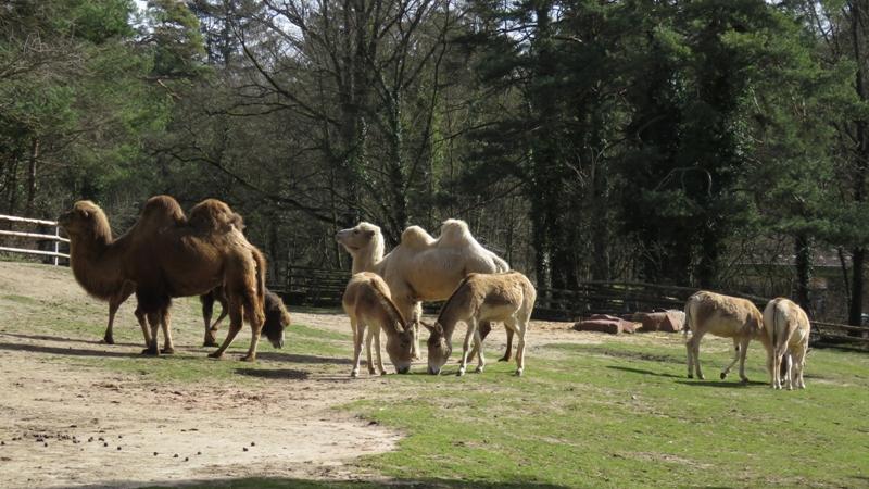 Die Trampeltiere bilden zusammen mit den Kulanen, eine Eselart aus Asien, eine gemütliche Tierpark-WG: In den Herden der Tiere gibt es keine strenge übergeordnete Hierarchie.