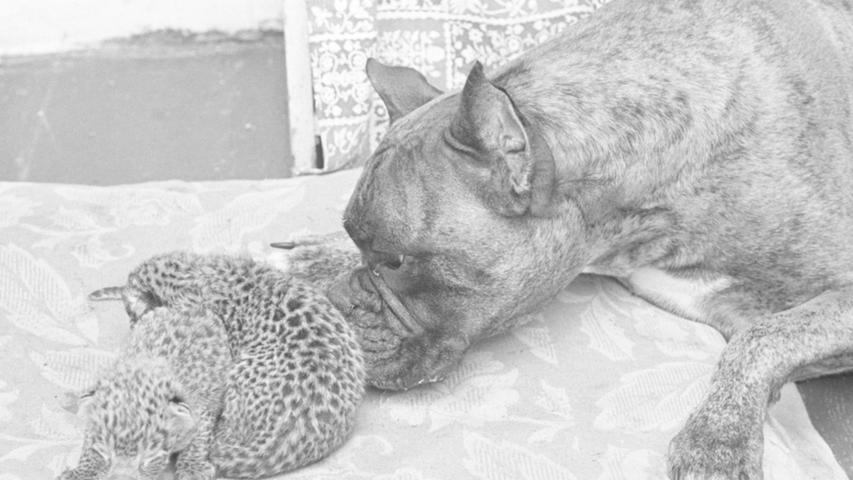 "Leica vom Schatzkästlein" schließt Bekanntschaft mit den Adoptivkindern, die von ihrer Leopardenmutter aus dem Zirkus alleine gelassen wurden, und beschnuppert sie vorsichtig.  Hier geht es zum Kalenderblatt vom 26. September 1967: Hund säugt Leoparden