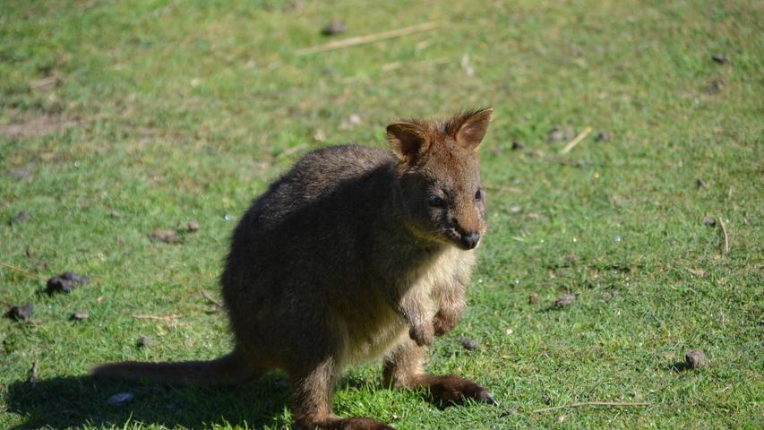 Wer durch Tasmanien reist, sollte die Augen offen halten. Nicht nur in den Nationalparks begegnen einem immer wieder Kängurus.