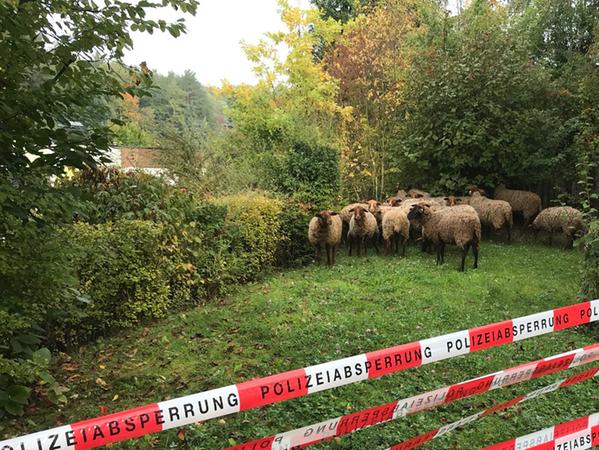 Jede Menge Absperrband war nötig, um die Schafe in einem der Gärten einzufangen - trotzdem gelang sieben von ihnen noch einmal die Flucht.