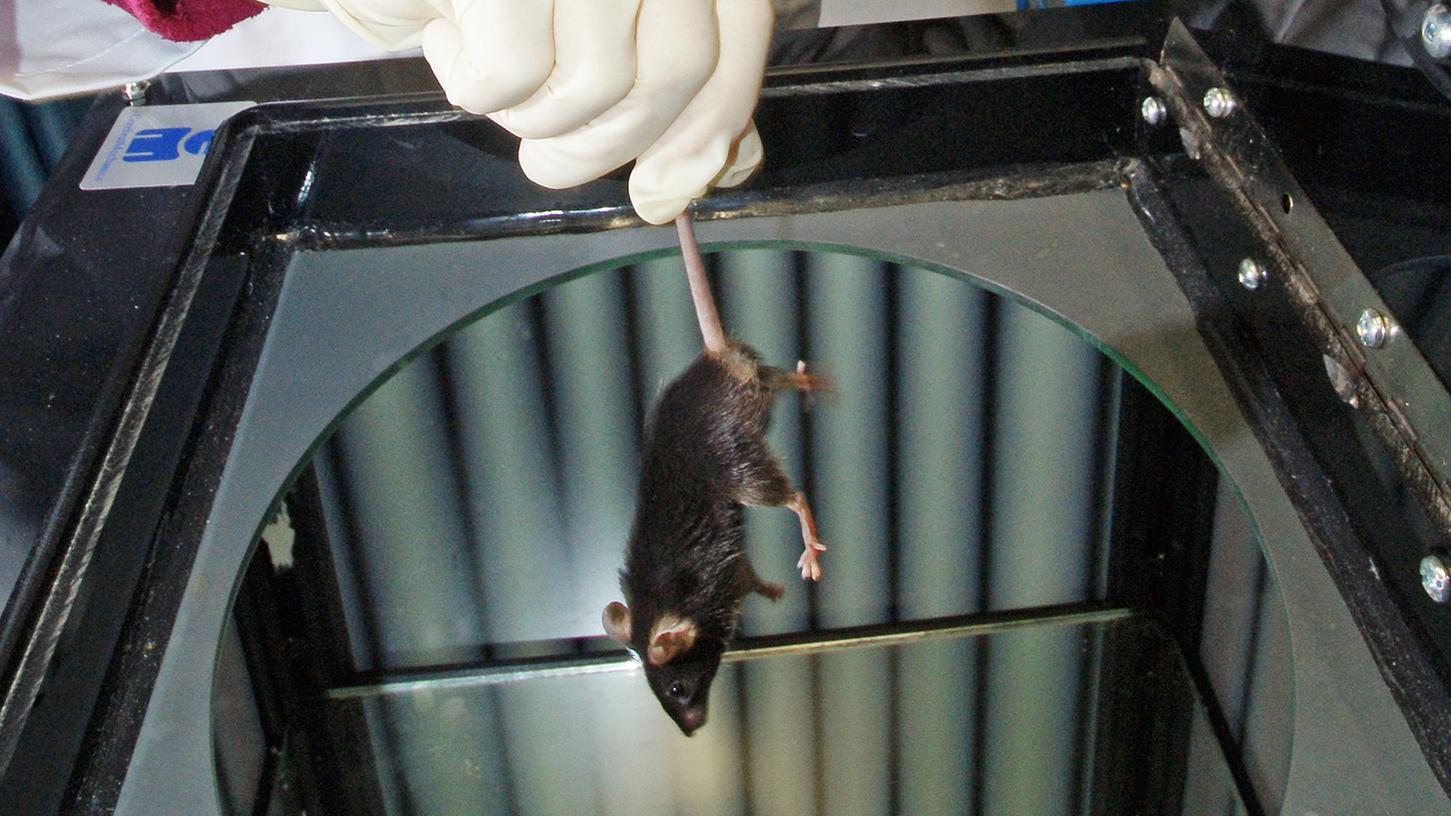 Am Nürnberger Nordklinikum sollen künftig Tierversuche an Mäusen und Ratten stattfinden.