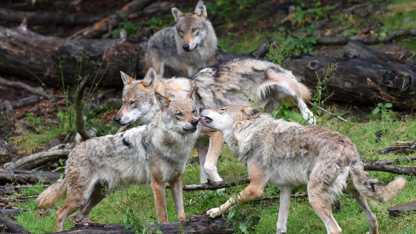 Der Wolf wird langsam wieder heimisch in Deutschland, wovon das ein oder andere gerissene Nutztier Zeugnis ablegt. Doch stellt er auch eine Gefahr für den Menschen dar?