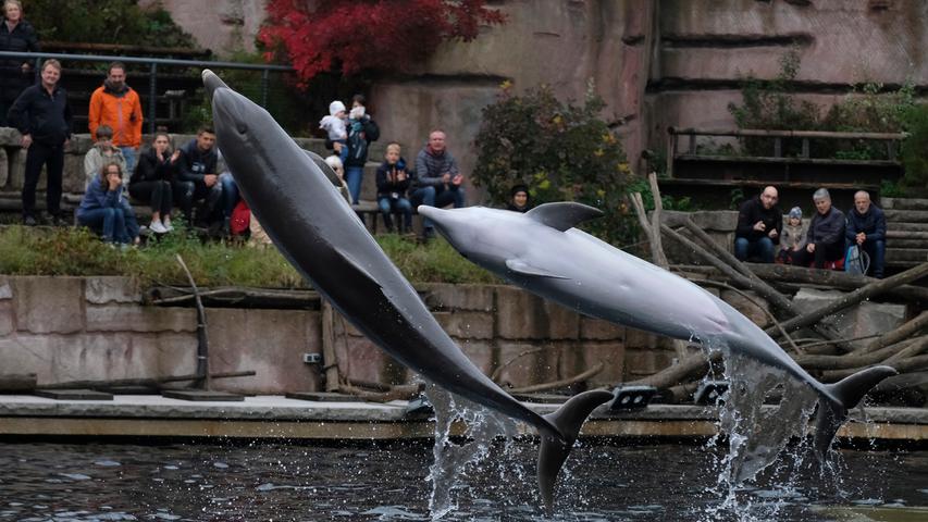 Bei Tiger, Delfin und Co.: Herbstfest im Tiergarten