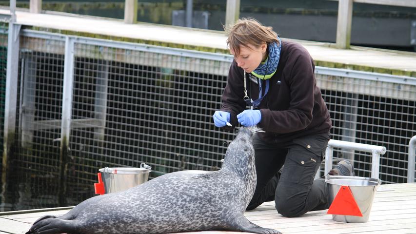 Jakobs Mitarbeiterin untersucht inzwischen einen der fünf Seehunde, die im Institut leben.