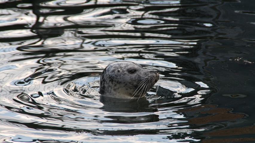 Für die Seehunde ist das Leben im Institut Luxus pur. Sie müssen sich um nichts kümmern, bekommen regelmäßig Fressen und haben außer Schwimmen und Tauchen nichts zu tun.