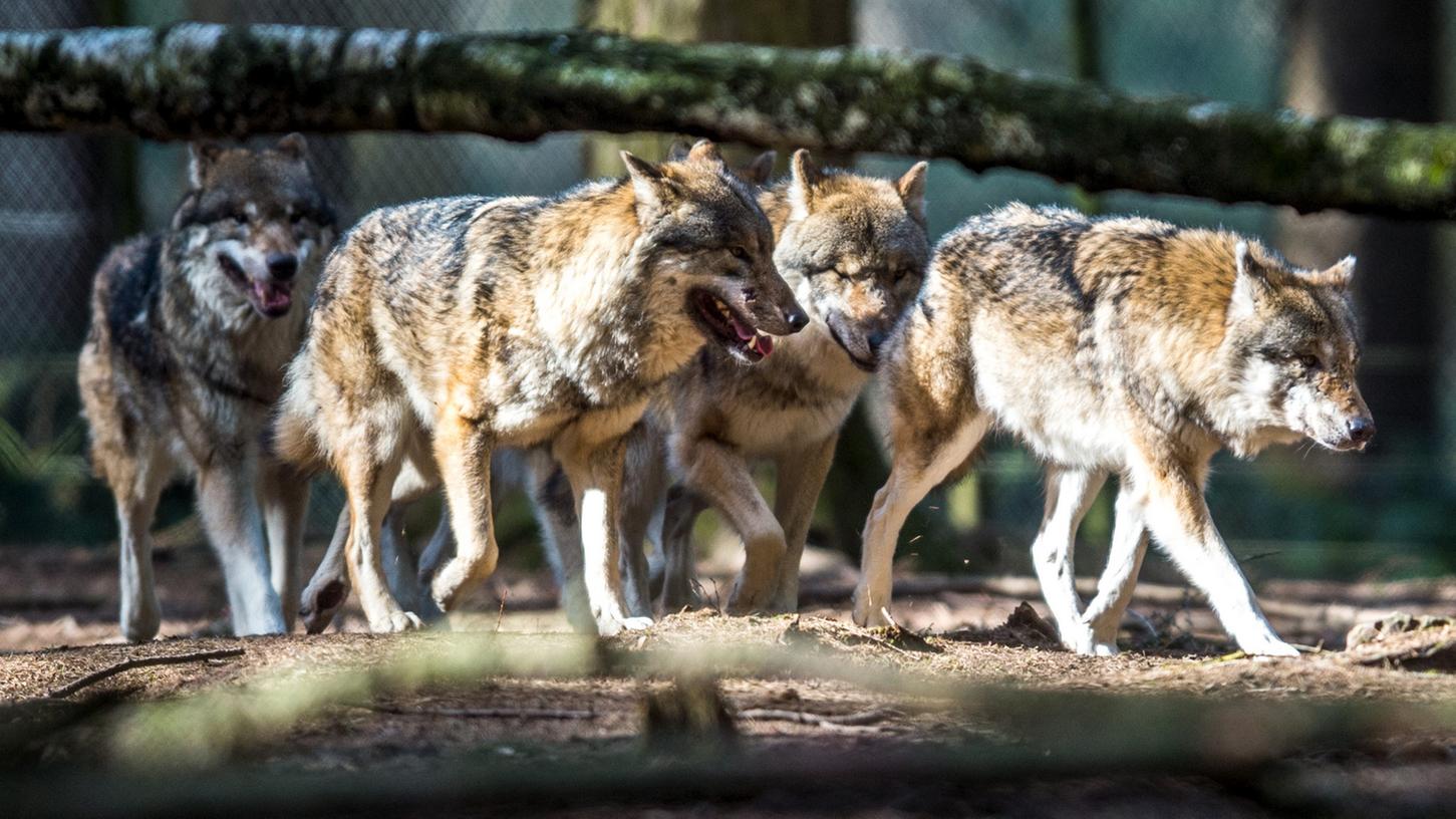 Ein Rudel Wölfe wie dieses streift aktuell frei und unbeschwert durch den Nationalpark Bayerischer Wald. Bei Linden (Landkreis Regen) sind sie ihrem Gehege entkommen.