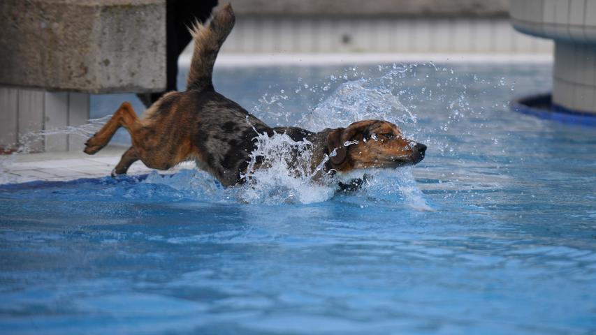 Erster Badetag für Hunde im Neumarkter Freibad